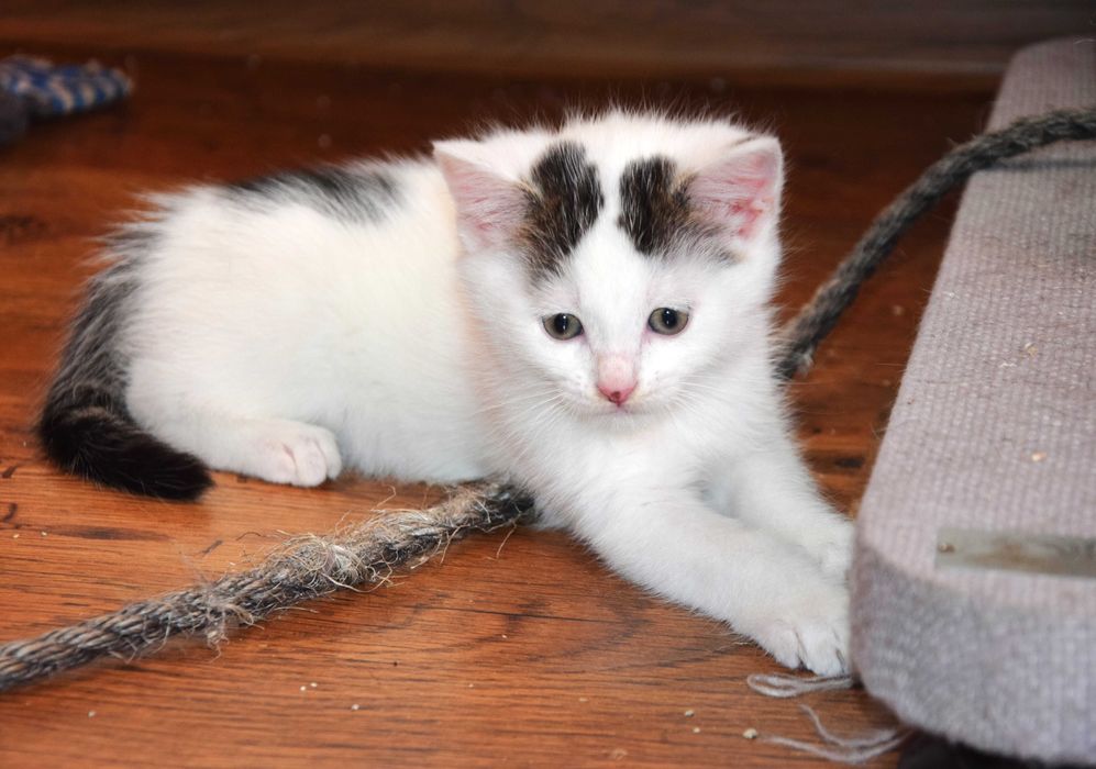 Cudne, kochane, bezdomne rodzeństwo kociąt szuka domków