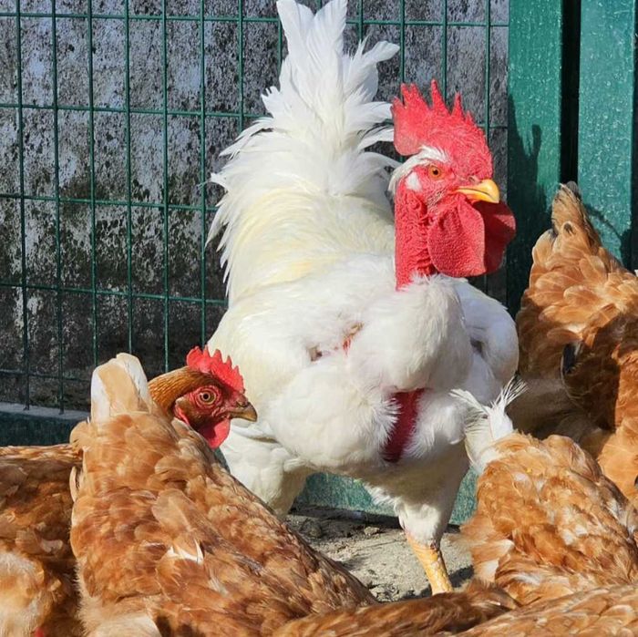 Galinha autóctone branca portuguesa