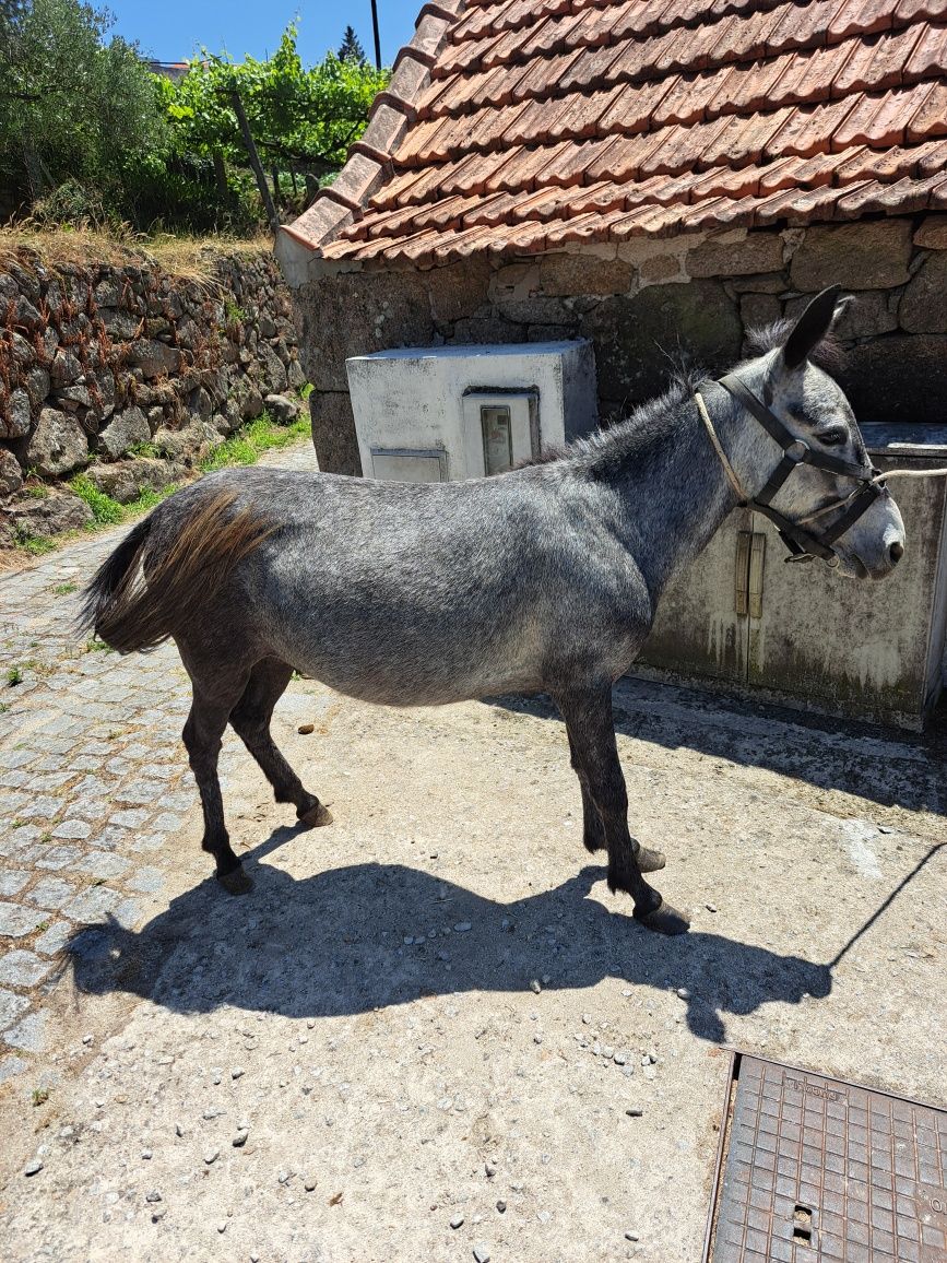 Macho anao para venda