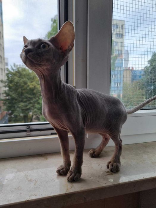 Kocięta koty Devon Rex