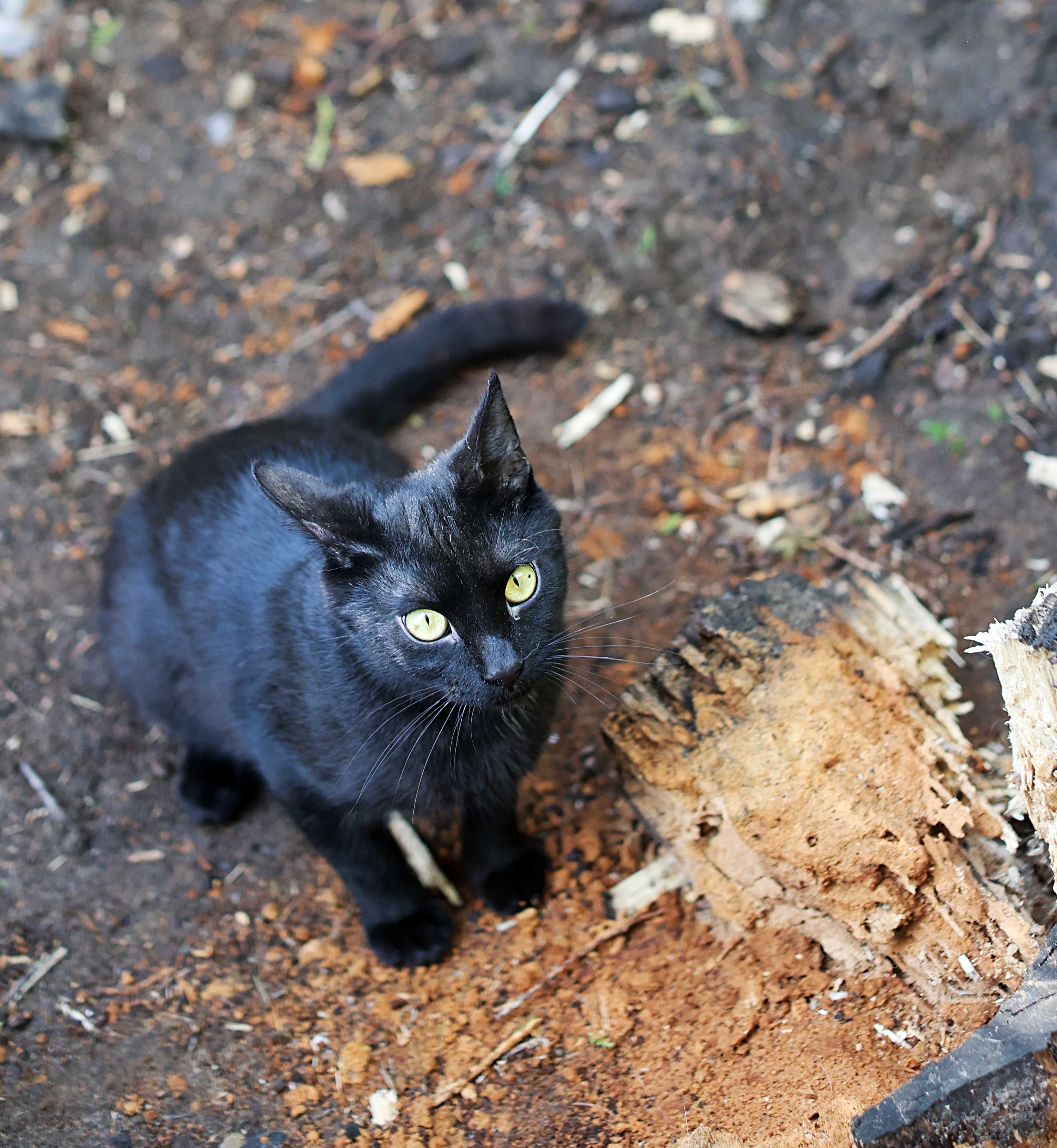 Smarkach i Siksa, felv+  potrzebują wspólnego domu.