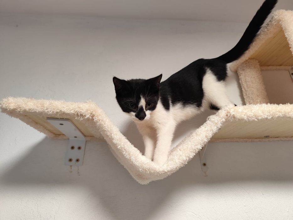 Proludzki Melon oczekuje na dom!