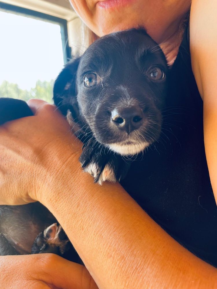 Nala- cachorrinha porte pequeno/médio