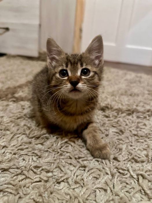 Котики в добрі руки