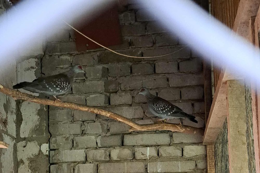 Gołębie gwinejskie