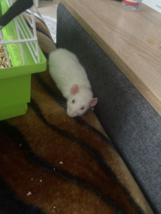 віддаю безкоштовно дамбо рекс хлопчик 2,5місців