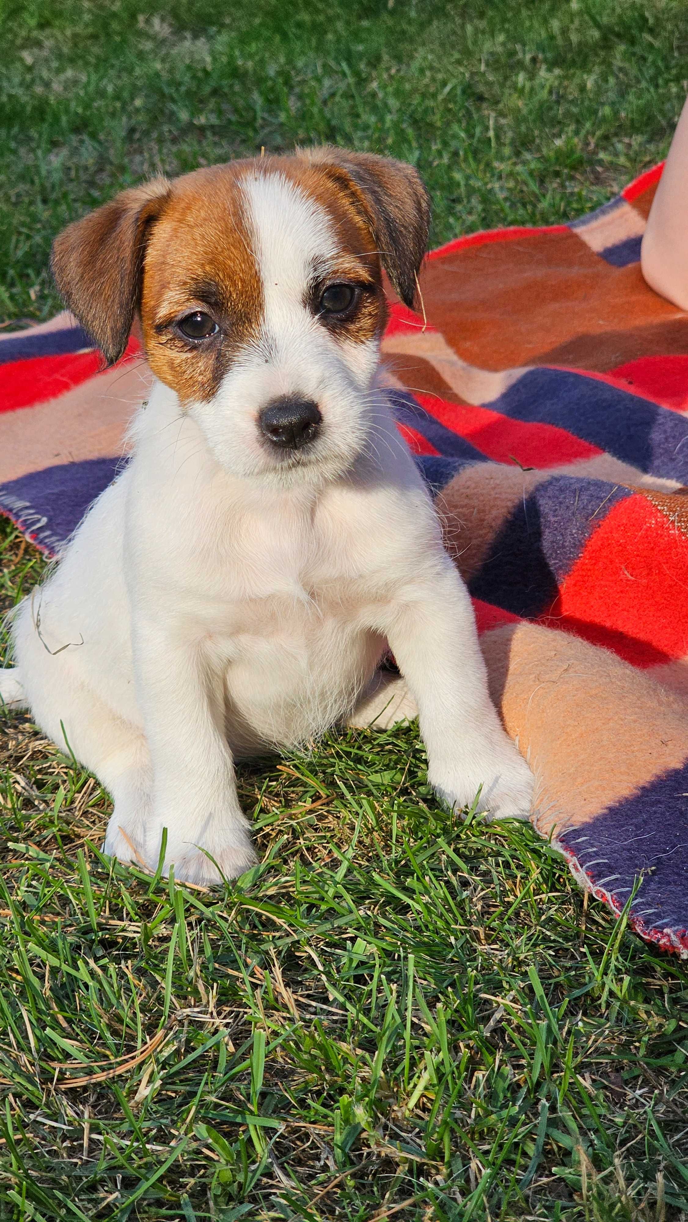 Jack Russell Terrier FCI ZKwP piesek  szczenię po champion