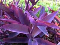 Традесканция пурпурная (Tradescantia purpurea),-украшение Вашего интер