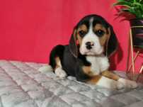 Beagle suczka 8 tygodni