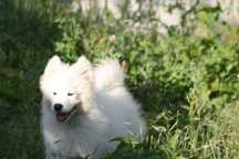 Samoyed sunia Dixie