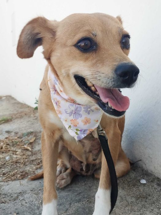 MELL (Fêmea, 12Kg) Para Adoção