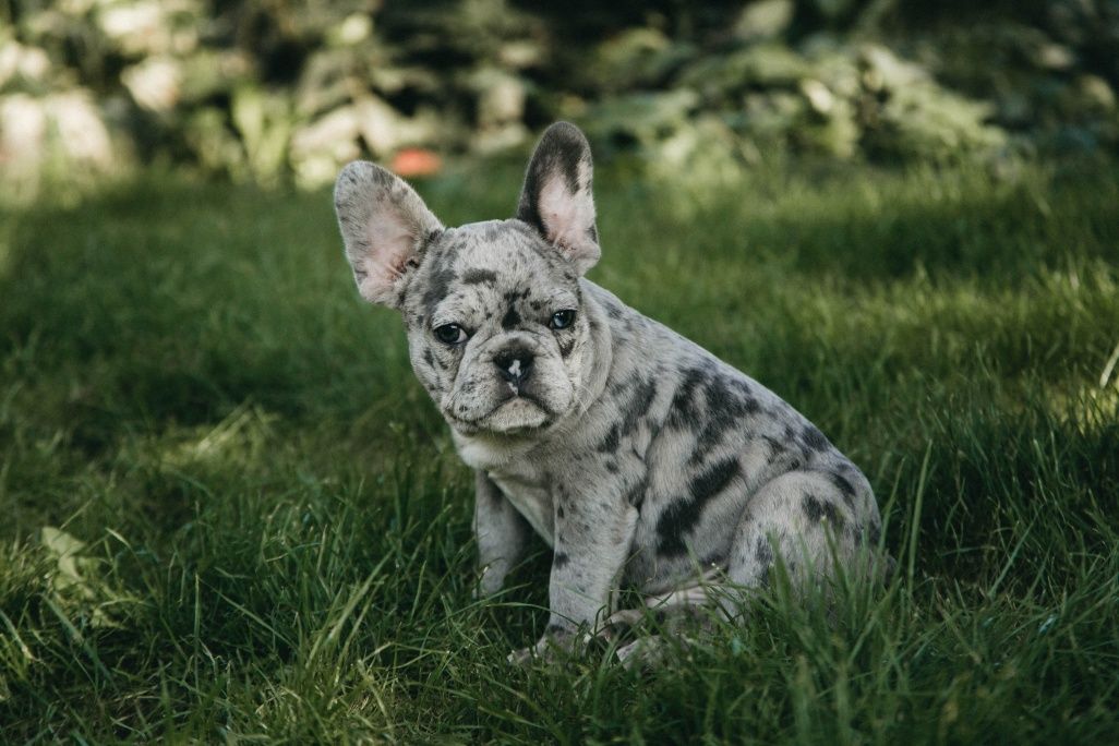 French bulldog male. Хлопчик френч