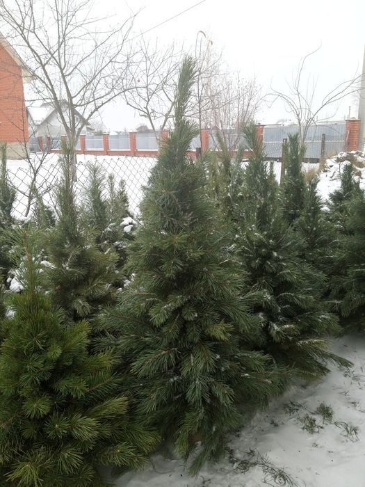 Ялинки, плетені/в'язані  з гілочок