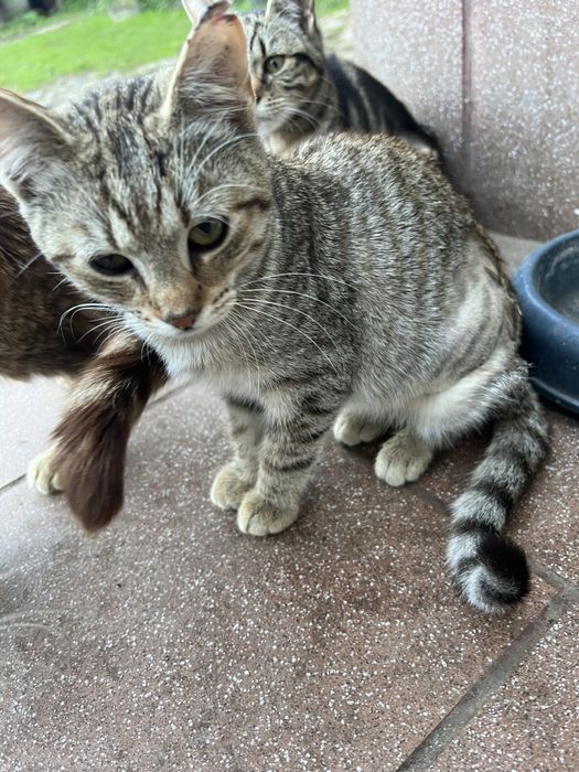 Kotki koty male do adopcji za darmo