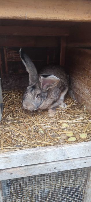 Sprzedam samca olbrzym belgijski