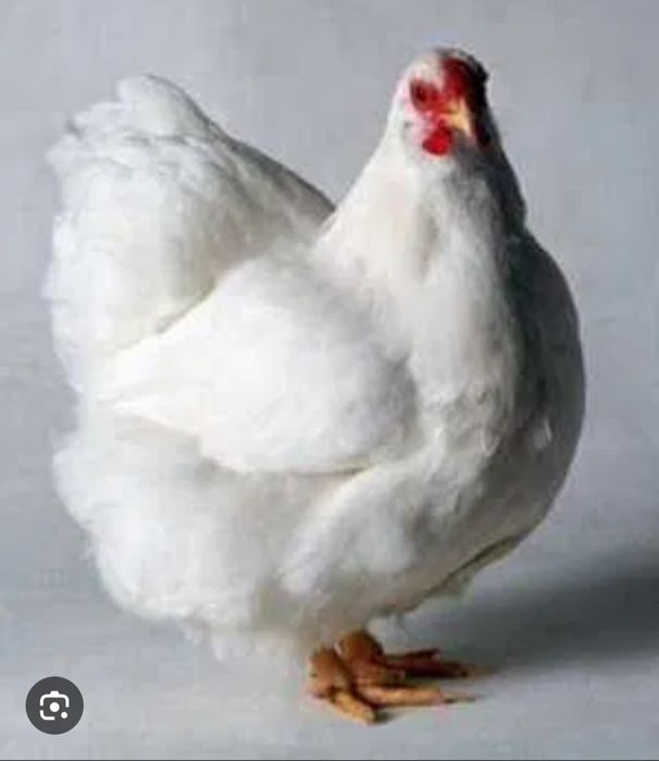 РОСС708 інкубаційне яйце