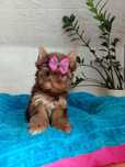 Yorkshire terrier śliczna czekoladowa suczka