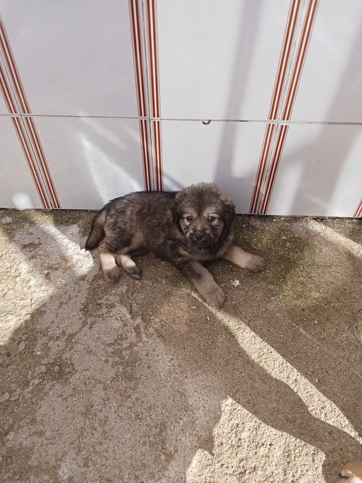 Cachorros para doação