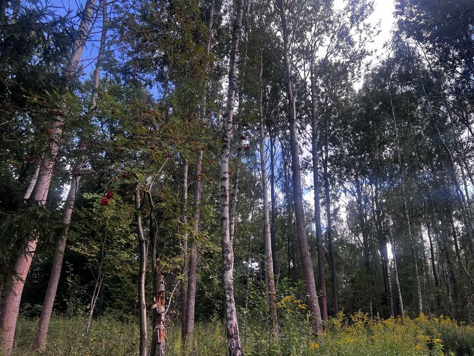 1.	Działka budowlana 1468 m²  przy lesie– Bagno, gm. Oborniki Śląs