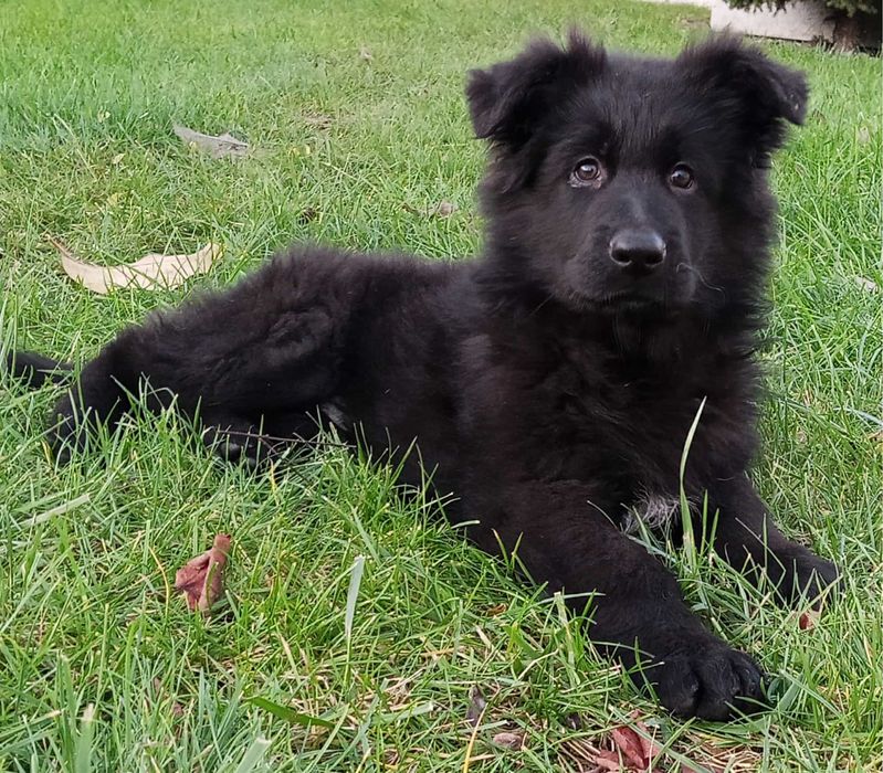 Owczarek niemiecki czarny piesek , szczeniak  z rodowodem ZKwP