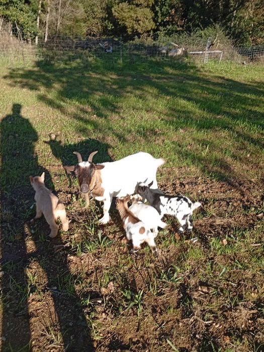 Cabritos e cabritas para sair daqui por 3 meses