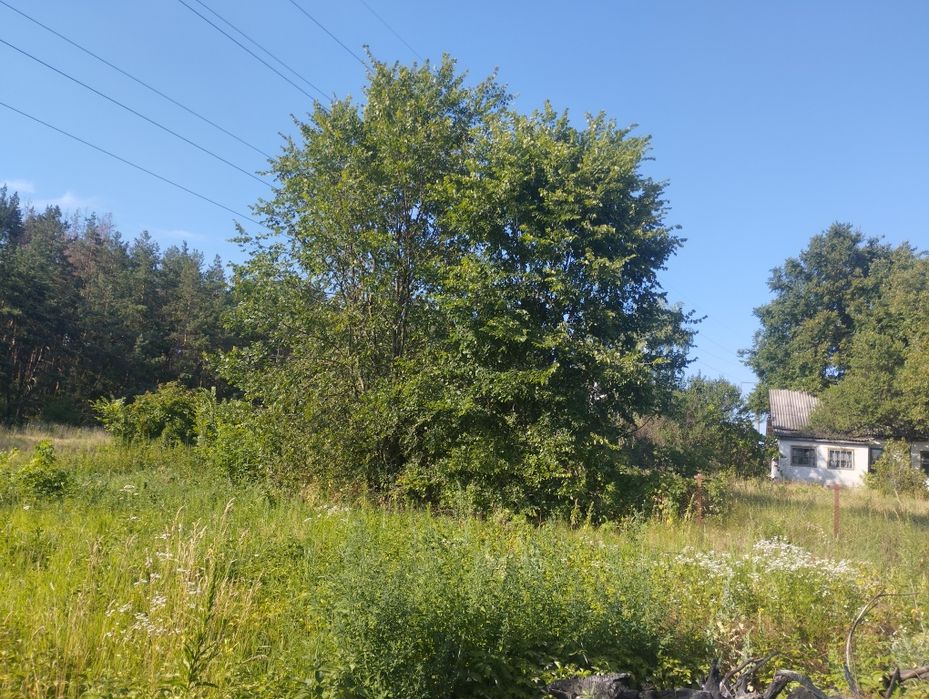 Продам будинок в центрі села