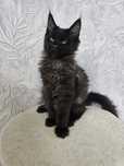 Maine Coon NS Kocur