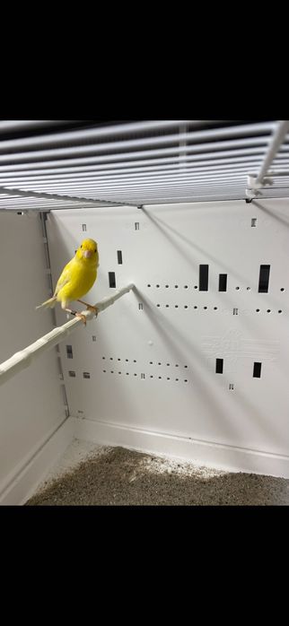 Ptaki egzotyczne miniatury hiszpańskie