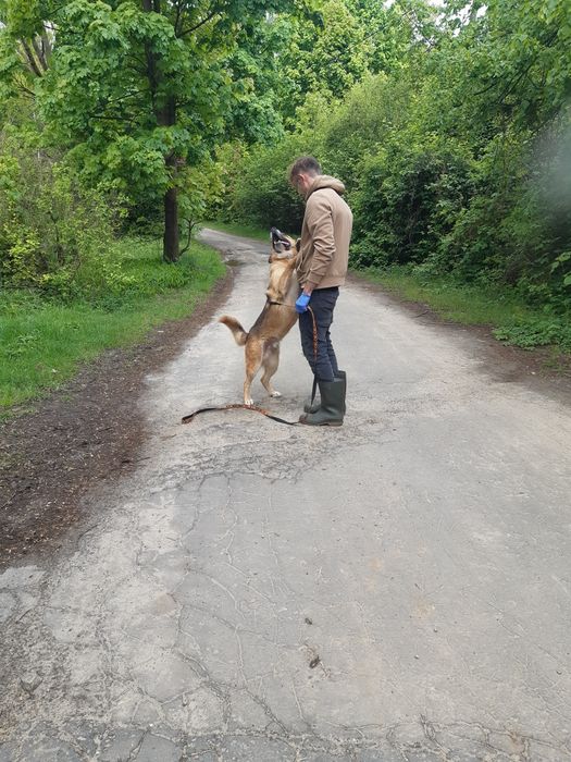 Super pies Marley do adopcji że schroniska .