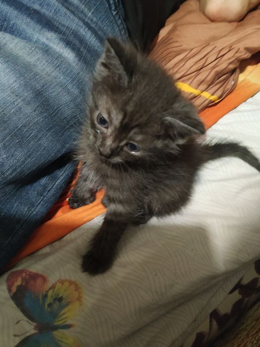 Котята британский