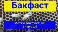 Бакфаст Ф1 Плідні матки продам Бджоломатки бакфаст плодные пчеломатки