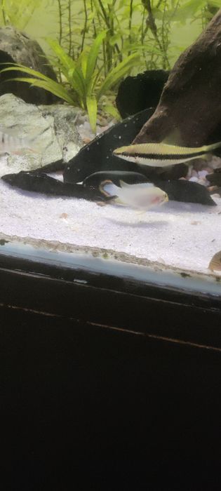 Apistogramma Panduro