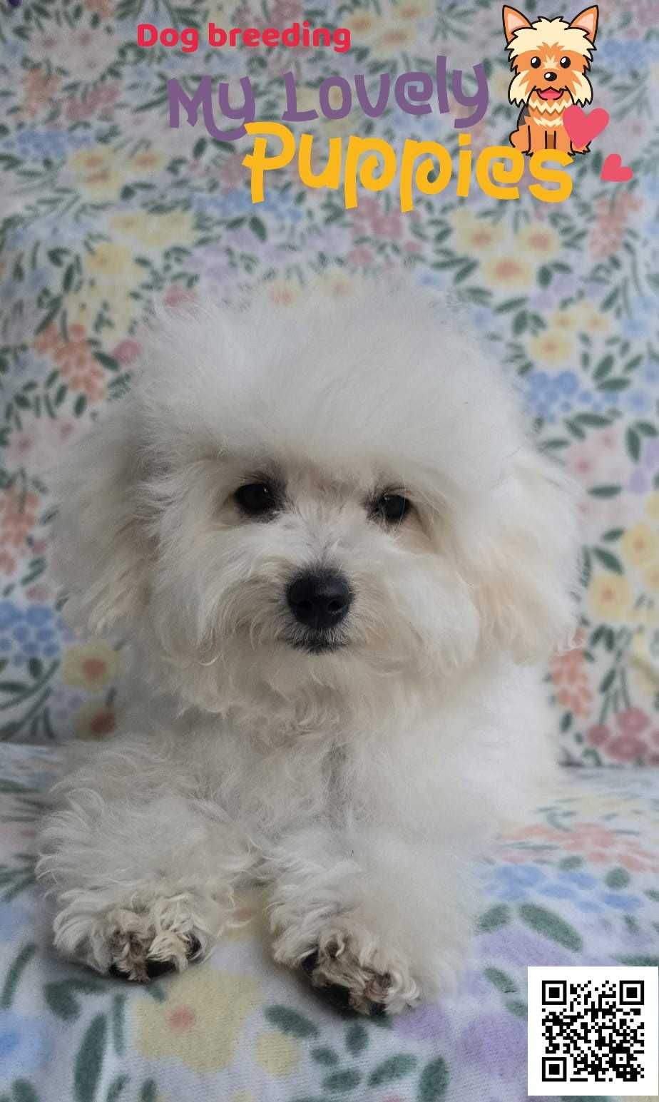 Maltipoo śliczna śnieżna dziewczynka