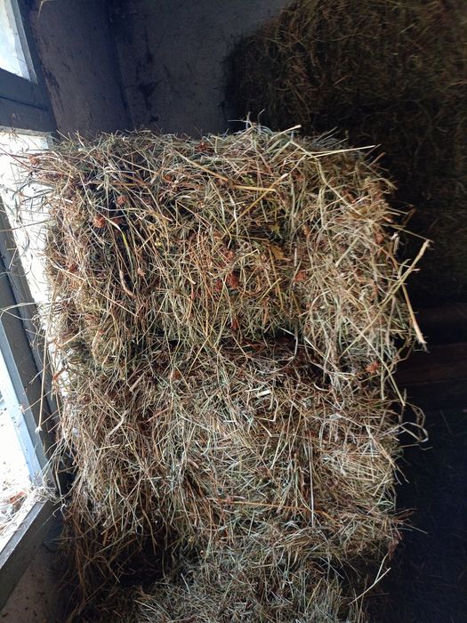 Продається Отава с.Рибне Косівський район вул.Марка Черемшини 4 .