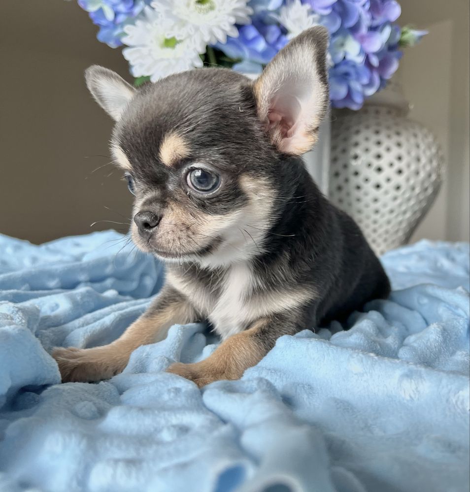Chihuahua chłopiec