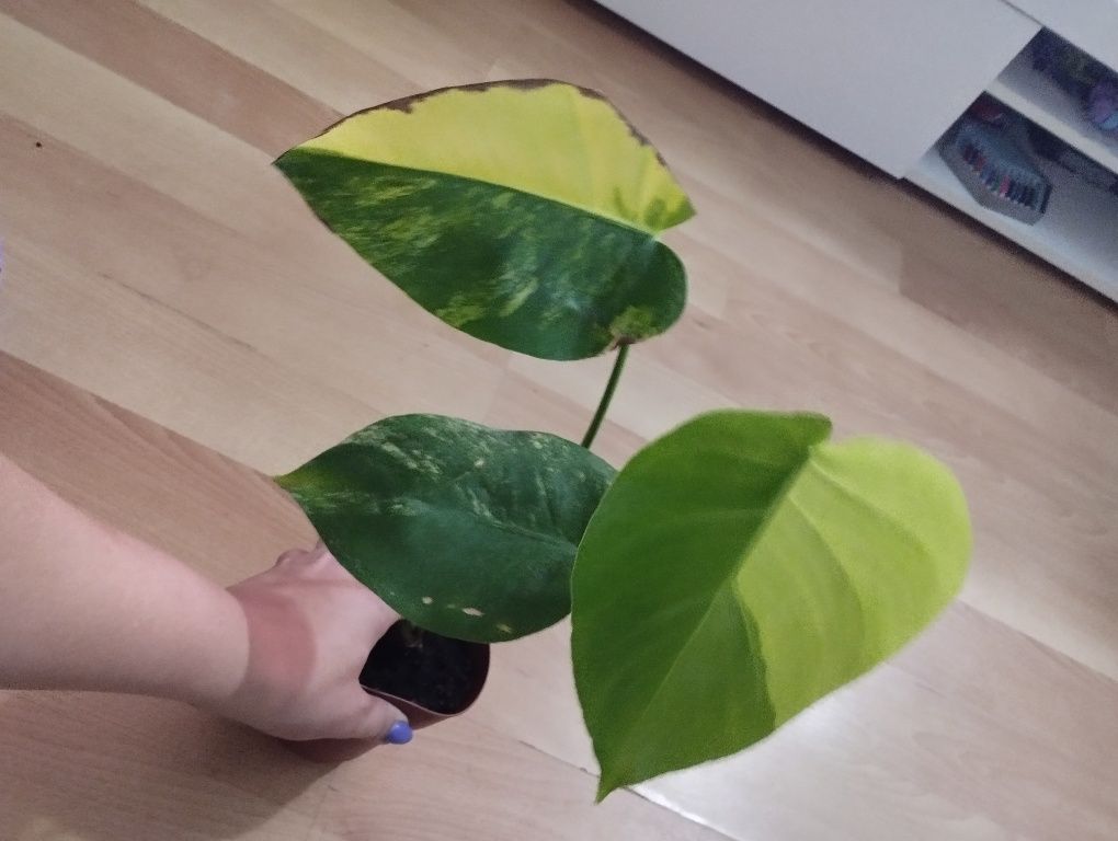 Monstera Marmorata