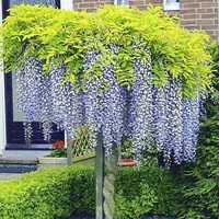 Wisteria - Glicynia Chińska