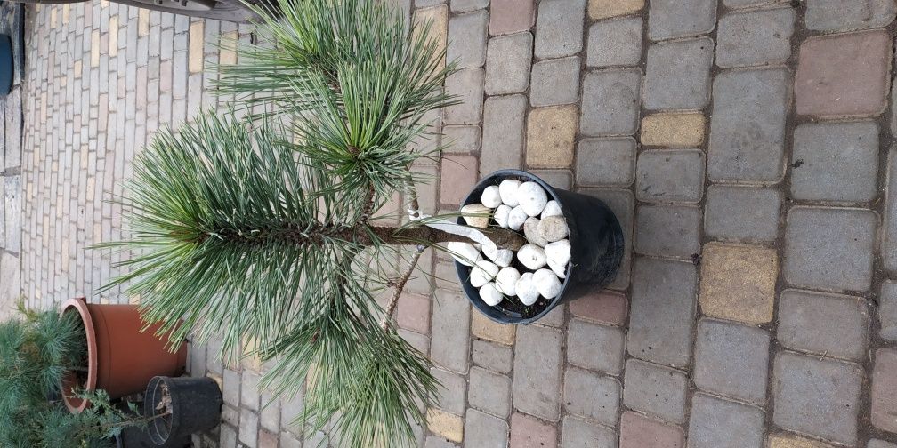 Сосна Pinus jeffreyi Joppi
