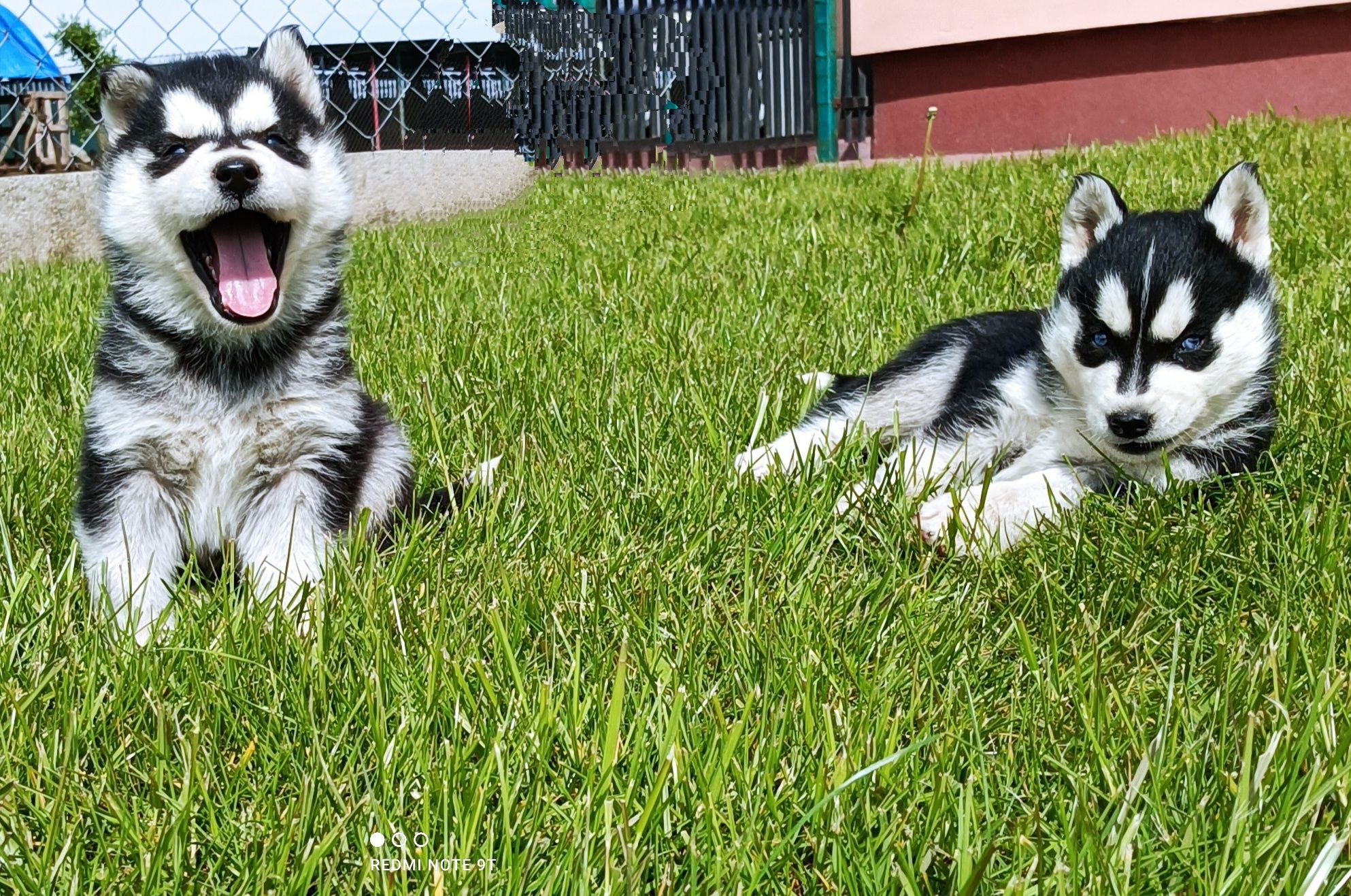 Szczeniaczek Siberian husky gotowy do odbioru.Elitarny rodowód