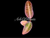 Labisia Emblemantha Urnulata Pink Matrix roslina do terrarium