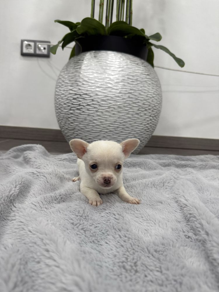 Chihuahua miniatura