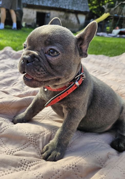 Buldog francuski