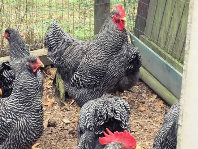 Віандот (колумбія, блакитна, смугастий) яйце інкубаційне