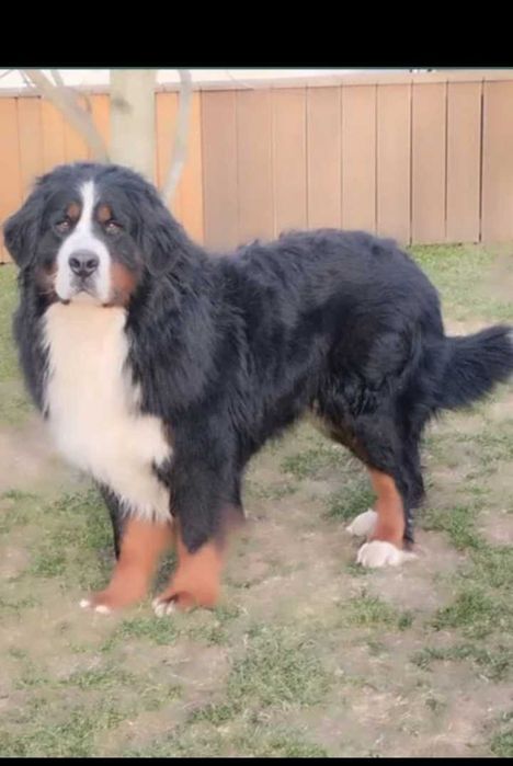 Szczenię Berneński pies pasterski do odbioru