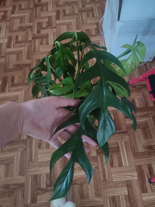 Епіпремнум Пінатум