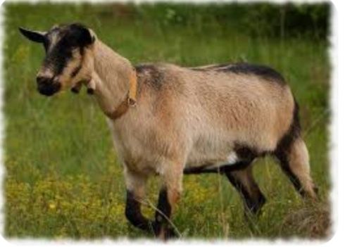 Альпійські козинята вік 8міс.