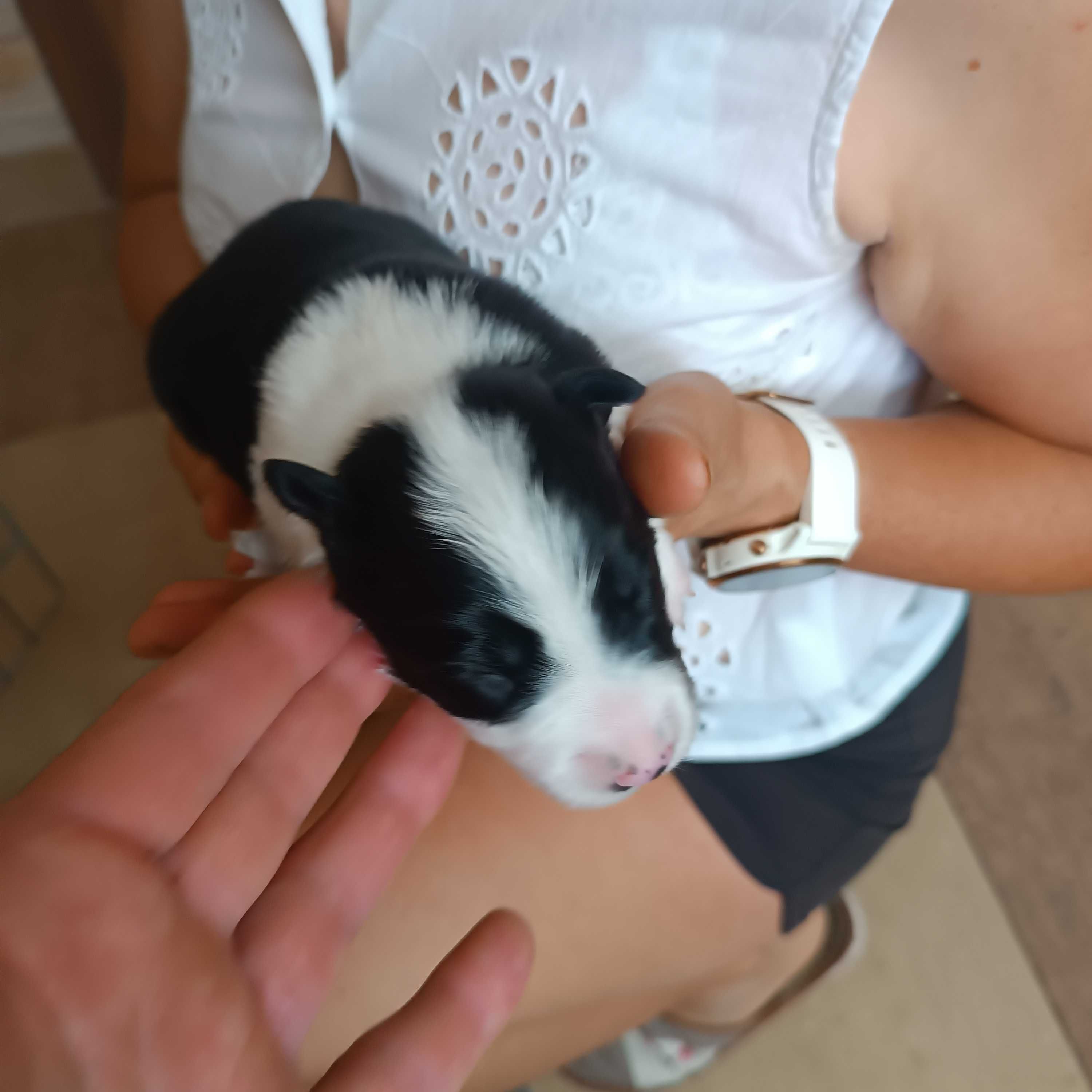 Border Collie z rodowodem