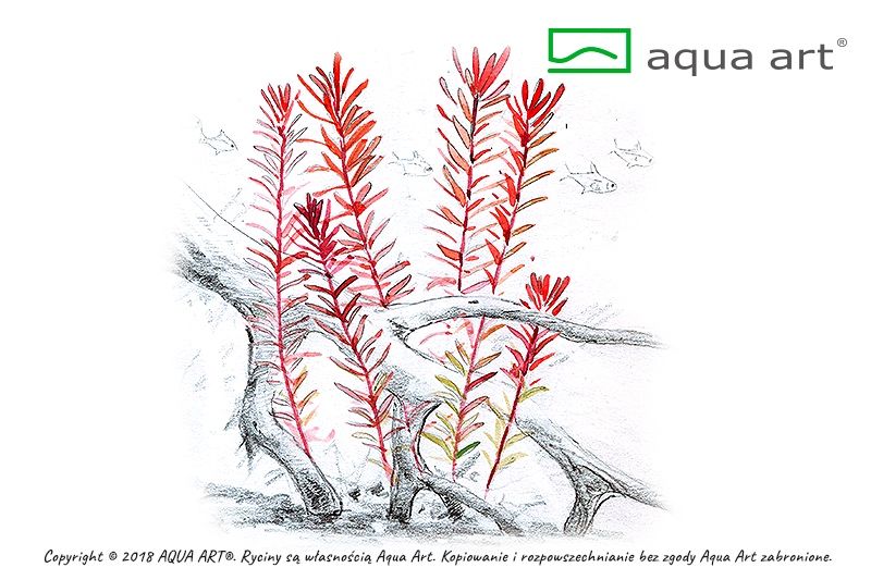 Rotala sp. H’ra invitro MASSON