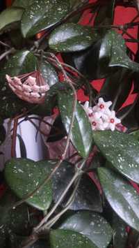 Хойя - восковой плющ. растение 20-30 см