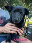 Kruczek cudny piesek szczeniak - młodziutki do adopcji